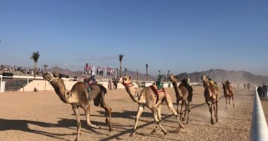  تنظيم 3 سباقات هجن جديدة بشرم الشيخ خلال موسم 2021