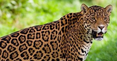 معهد رابطة الأرض الدولية يكشف المتورطين فى الصيد الجائر لنمور الجاكوار منذ 2018