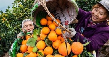 أسعار الخضروات والفاكهة فى الأسواق.. البرتقال السكرى من 2 إلى 4 جنيهات