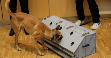 دراسة ألمانية: الكلاب البوليسية يمكنها الكشف عن عدوى كورونا