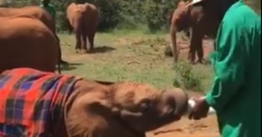 فيل صغير يتعلم الإمساك بزجاجة حليب لتناوله بمركز لإعادة التأهيل.. فيديو