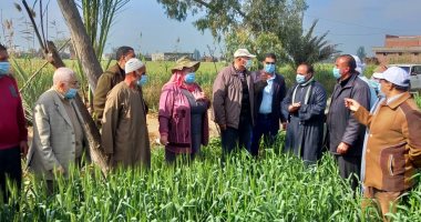 الزراعة: 8122 حقلا إرشاديا وحملة قومية لزيادة إنتاج القمح