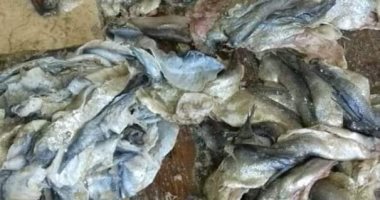 ضبط 1100 كجم أسماك معدة للتمليح غير صالحة للاستهلاك الآدمى بكفر الشيخ
