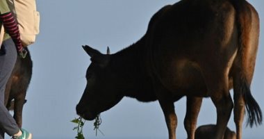 بعد زيادة أعداد البشر.. الأبقار البرية تتضور جوعًا في جزيرة بهونج كونج.. ألبوم صور