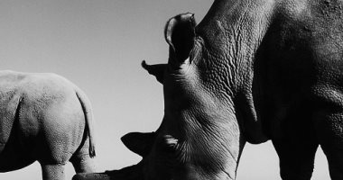 ناجين وفاتو.. آخر اثنتين من وحيد القرن الأبيض الشمالى على وجه الأرض.. ألبوم صور