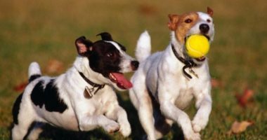دراسة جديدة تكشف سبب لعب الكلاب أمام أصحابها.. والنتيجة غير متوقعة