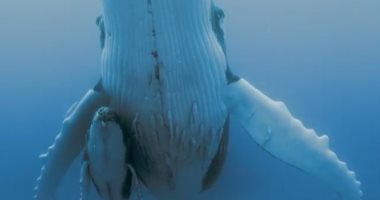 مصور يوثق مشهدا مثيرا لحوت أحدب عملاق فى أعماق المحيط.. فيديو