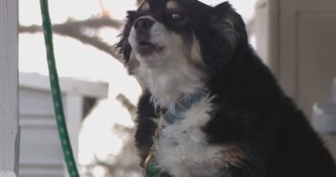حظ الكلاب.. "لولو" يرث 5 ملايين دولار من صاحبه الأمريكى.. فيديو وصور