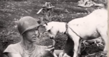 100 صورة عالمية.. جندى يطعم الماعز فى الحرب العالمية الثانية