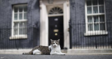 القط "لارى" يحتفل غدا بمرور عقد على توليه منصبا رسميا بمقر الحكومة البريطانية