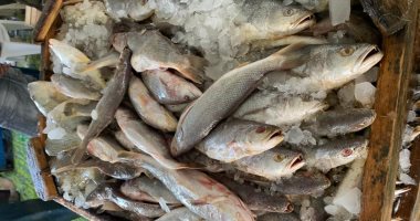 ضبط 10 أطنان أسماك فاسدة قبل طرحها فى الأسواق بالسويس