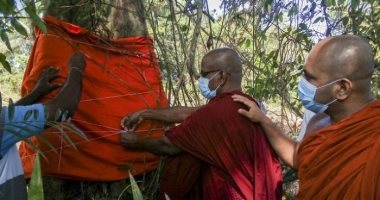 سيريلانكا تتراجع عن قطع شجرة مهددة بالانقراض ورجال دين يلبسونها زى راهب