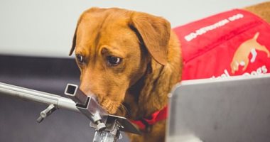 أنوف روبوتية جديدة يمكنها التنبؤ بسرطان البروستاتا مثل الكلاب