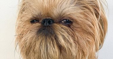 كلب يتحول إلى نجم على "إنستجرام" بسبب تعبيرات وجهه الغاضبة.. صور