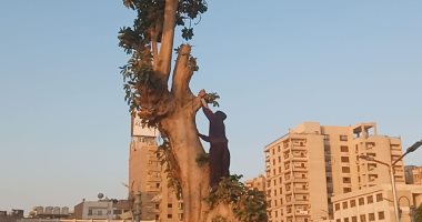 عبد المهمين صاحب الـ 68 عاما يتسلق الأشجار في المنيا.. صور وفيديو