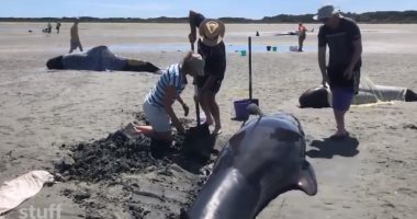 جنوح 50 دلفين على أحد شواطئ نيوزيلندا ونفوق 9 وسط محاولات لإنقاذها.. فيديو وصور