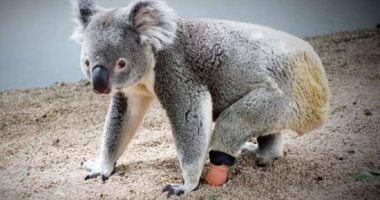 إنذار يهدد بالانقراض بعد تراجع أعداد حيوان الكوالا فى أستراليا بنسبة 30%
