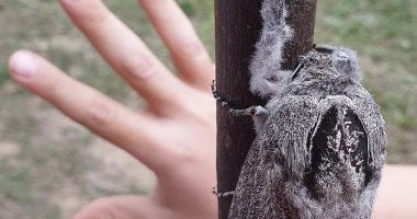 فراشة ضخمة بحجم يد الإنسان تثير حيرة عشاق الحشرات فى أستراليا.. صور