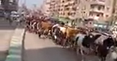 مرور الشرقية عن أزمة قطيع الأبقار: أنقذنا شوارع المدينة من الهرج والمرج