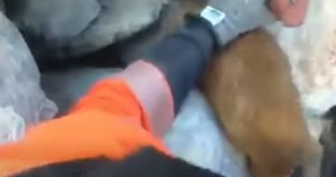 رجال إطفاء ينقذون كلبا محاصرة بين الصخور فى إسبانيا.. فيديو