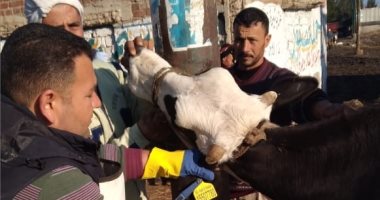 تحصين 170 ألف رأس ماشية ضد "الوادى المتصدع والحمى القلاعية" بكفر الشيخ