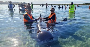الحوت الطيار يعوم من جديد.. سلسلة بشرية تنقذ 40 حوتا من الموت على شواطئ نيوزيلاندا