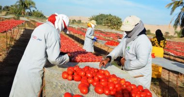 أسعار الخضروات فى مصر اليوم.. الطماطم بـ 3.5 جنيه 