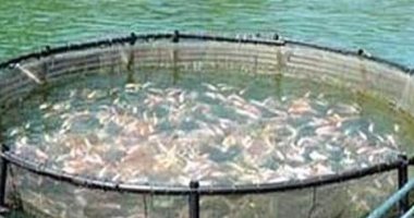 6 معلومات عن مشروع الاستزراع السمكى "الفيروز" بشرق بورسعيد.. تعرف عليها