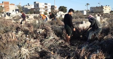 شباب شمال سيناء يواصلون حملات تنظيف المقابر بالعريش.. صور