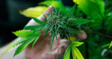 ولاية فرجينيا تقنن تداول الماريجوانا لأغراض ترفيهية بداية من عام 2024