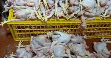 إعدام نص طن دجاج مصاب بالحمى فى حملة للطب البيطرى بالإسماعيلية.. صور