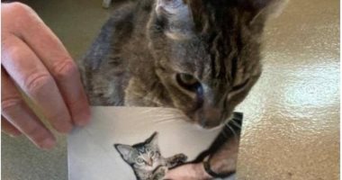 لم شمل قطة وصاحبها فى كاليفورنيا بعد فقدانها لمدة 15 عامًا