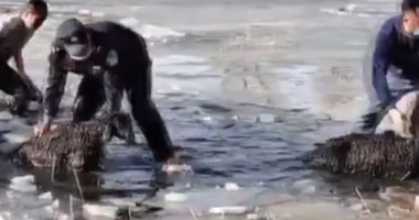 مواطنون ورجال شرطة ينقذون قطيع أغنام من الغرق فى نهر جليدى بالصين.. فيديو