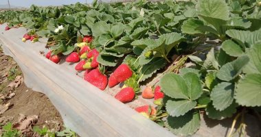 شعبة الخضروات والفاكهة: المشروع القومى للبذور يزيد الإنتاج ويخفض الأسعار
