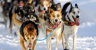 مغامرات الكلاب والمنافسات الشرسة.. سباقات التزلج الجليدى على جبال ألاسكا..ألبوم صور