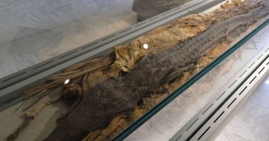 دراسة حديثة على مومياوات تماسيح تكشف كيف قدسها المصريون القدماء
