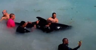 إنقاذ حوت علق وسط الشعاب المرجانية قرب شواطئ الدومينيكان.. فيديو وصور