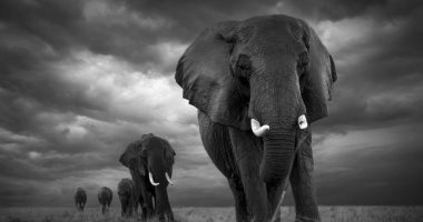 محكمة أمريكية تنظر فى أول دعوى قضائية من فيل ضد حديقة الحيوان