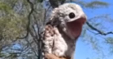 ظهور مفاجئ للطائر "الشبح" فى كولومبيا يثير الهلع.. فيديو