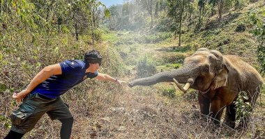 الفيل الوفى.. تعرف على طبيب عالجه من 12 عامًا فى تايلاند .. صور
