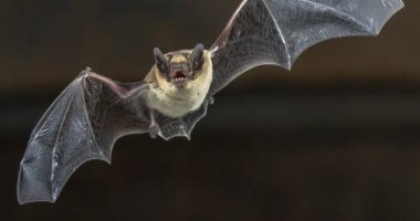 علماء صينيون: اكتشاف 24 نوعا من الفيروسات المماثلة لكورونا فى الخفافيش