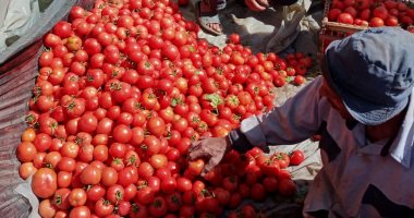 شعبة الخضروات.. هبوط أسعار الطماطم إلى 3 جنيهات يسبب زيادة المعروض