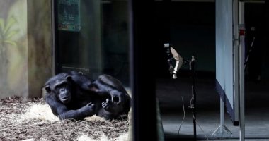مجموعات الشمبانزى فى حدائق حيوان بالتشيك تتواصل عبر "زووم" فى ظل عزلة كورونا