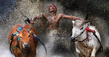 100 صورة عالمية.. "سباق الثيران" الرغبة القوية فى الفوز 