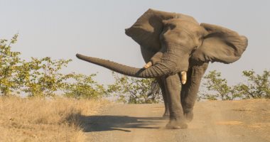 فيل يسحق سائحا حتى الموت أمام ابنه خلال رحلة سفارى بحديقة فى زيمبابوى