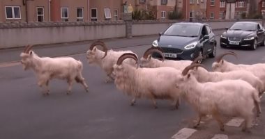 مدينة بريطانية تتحول إلى ملجأ لتنزه الماعز في الشوارع بسبب كورونا.. فيديو