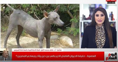 أبرز لقطة.. رئيس قسم الحياة البرية بجامعة قناة السويس: لا وجود لحيوان السلعوة