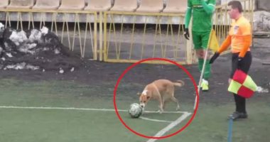 كلب يقتحم الملعب ويحاول تنفيذ ركلة ركنية بالدورى الأوكراني.. فيديو