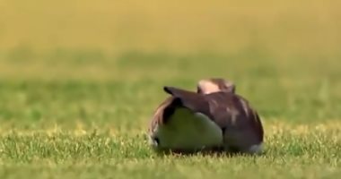 طائر يقتحم مباراة بالدورى البرازيلى ويضع بيضة داخل أرضية الملعب.. فيديو