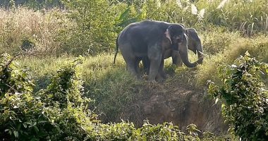 الدعم والسند.. فيلان يساعدان بعضهما للخروج من حفرة بتايلاند.. فيديو وصور